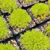 Sagina subulata 'Aurea'